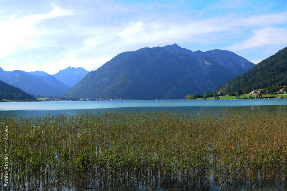 Schilf am Achensee im Tirol
