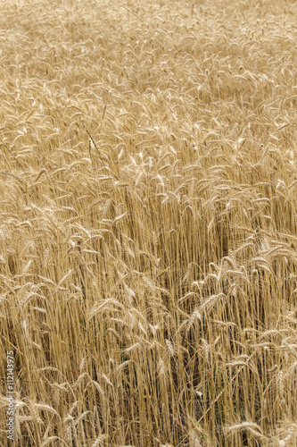 fields of wheat 5