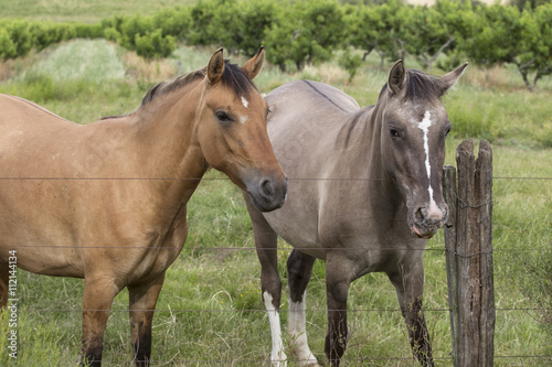 horses at the fence © Dan Kosmayer