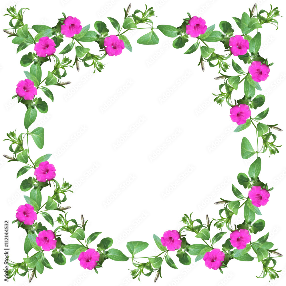 Beautiful floral background. Petunia. Isolated 