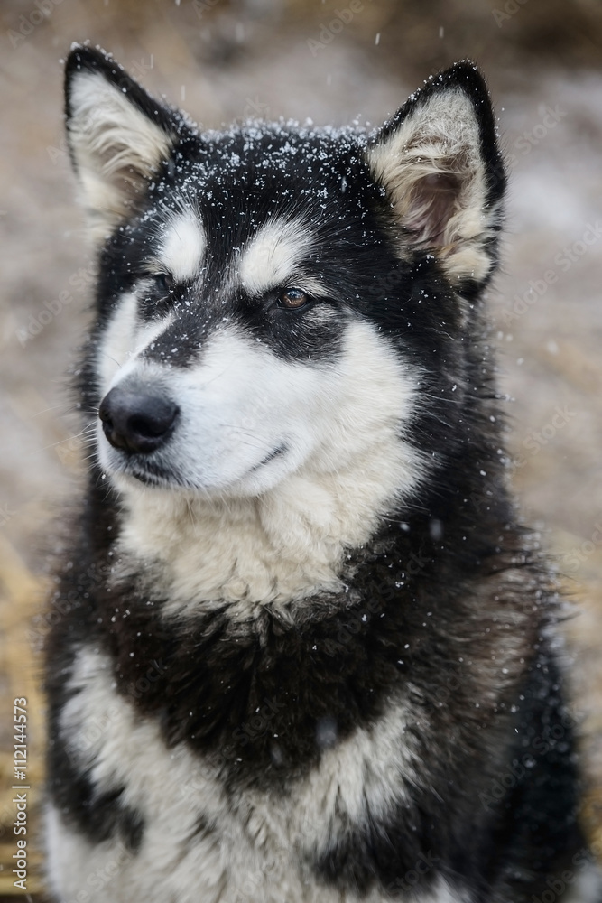 Siberian Malamute in winter