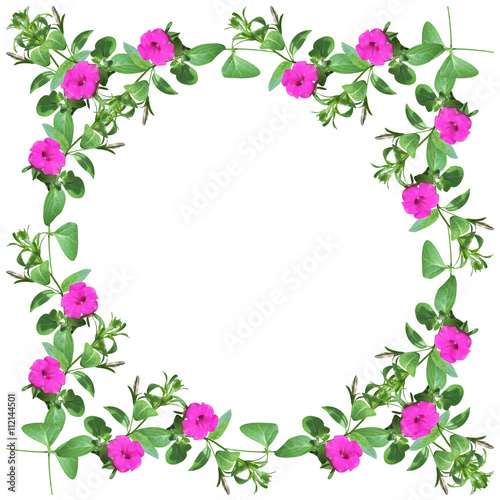 Beautiful floral background. Petunia. Isolated 