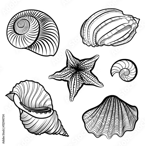 Seashell nautilus and starfish set isolated. Doodle ammonites vector illustration 