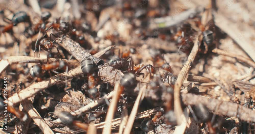 Closeup of ants crawling over sticks in the sunlight Closeup of ants crawling over sticks in the sunlight