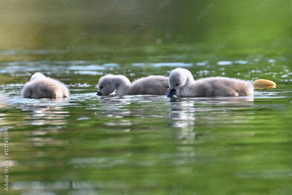 Beautiful swan cubs at the pond. Beautiful natural colored background with wild animals. Springtime. Beautiful swan cubs at the pond. Beautiful natural colored background with wild animals. Springtime.