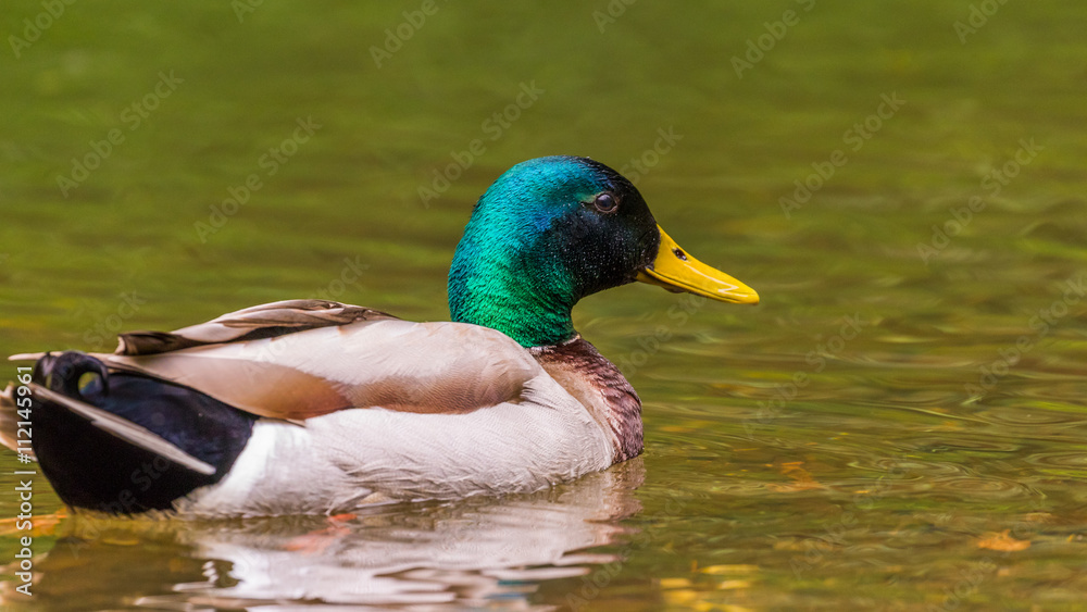 Obraz premium Drakes of the mallard or wild duck, have a glossy green head and are grey on wings and belly.