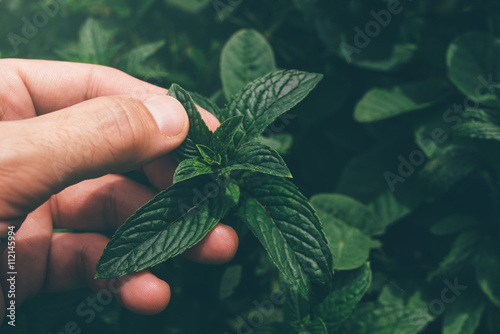 Foto Farmer picking peppermint leaves in garden