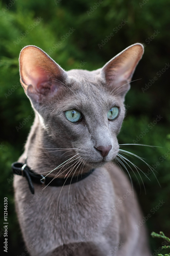 ориентал кот серый