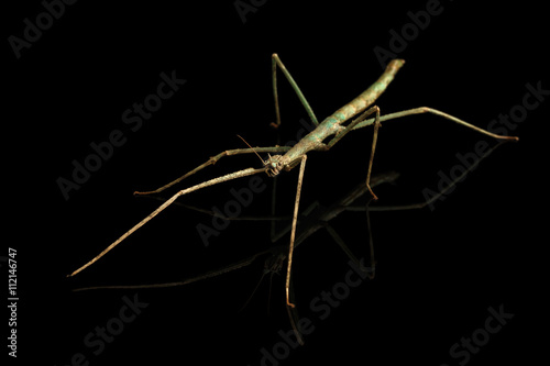 Annam Stick Insect - Baculum extradentata isolated on Black Background © seregraff