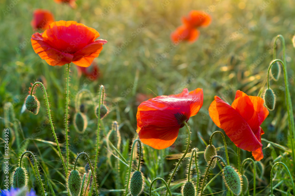 Naklejka premium Wildflowers poppies among grass and wild flowers 
