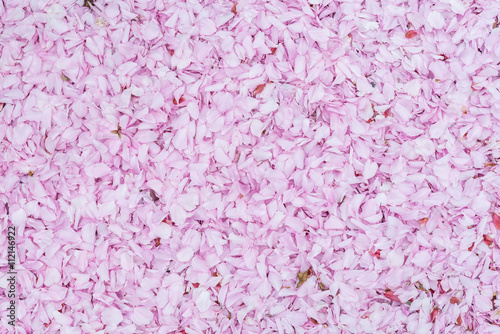 Pink cherry blossom petals on ground