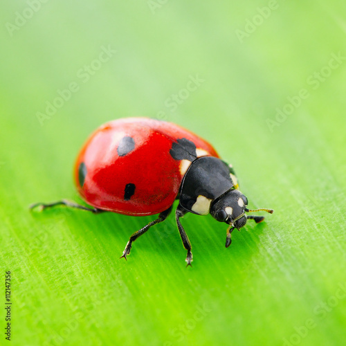 red ladybird on green leaf
