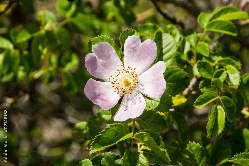 Obraz premium Fiore di Rosa canina