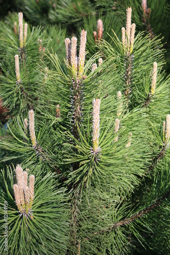Obraz na płótnie European pine elfin or Zherep or mountain pine (Pinus mugo) - coniferous plant,