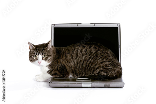 cat sitting on laptop © Dan Kosmayer