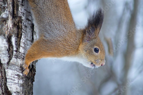 Sguirrel on the tree. © Foton