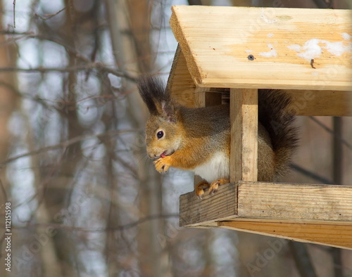 Sguirrel sitting in a deer feeder. photo