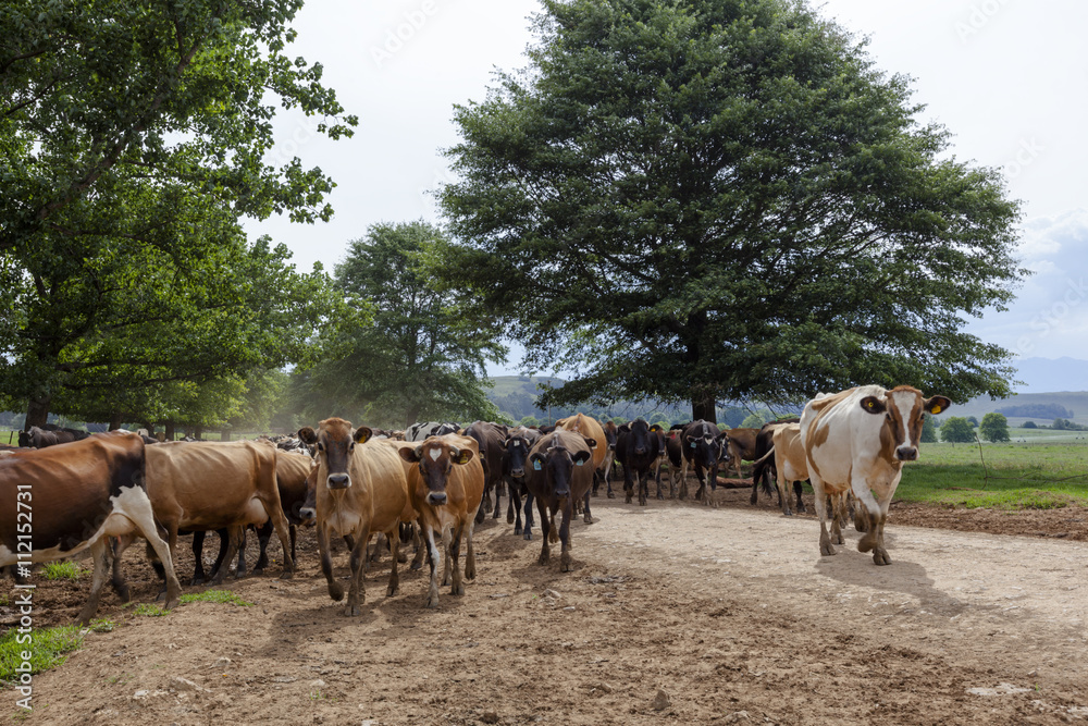 Cattle walking to the stables