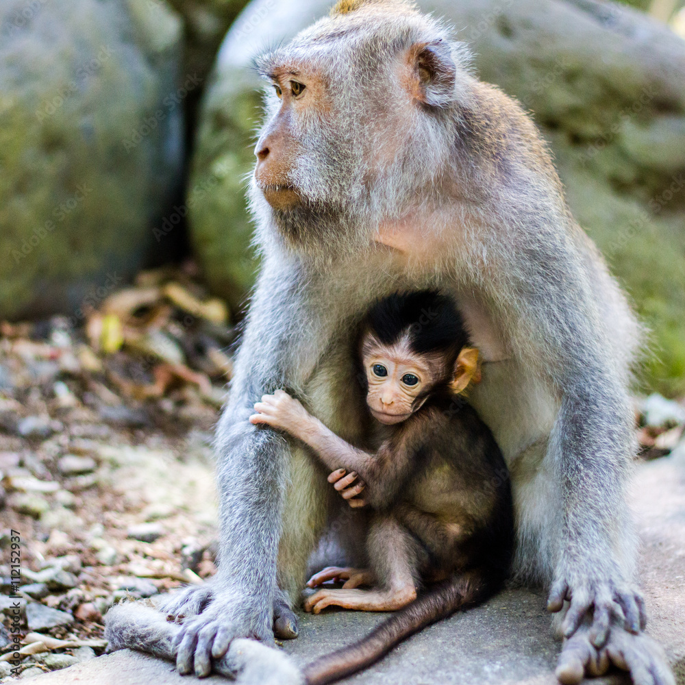 Fototapeta premium baby monkey with is mother 