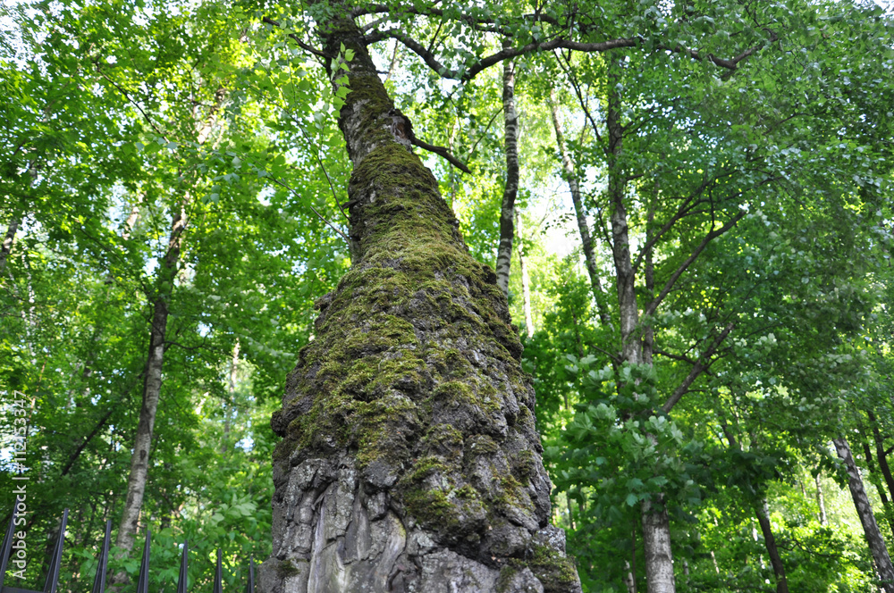 Fototapeta premium birch trunk covered with moss