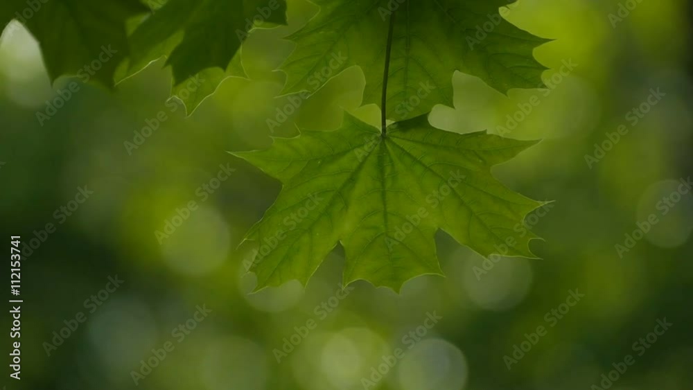 close-up of a maple leaf slow motion video