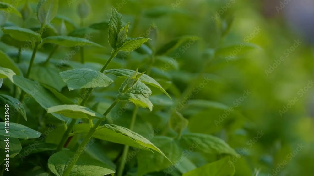 plant swaying in the wind slow motion video plant swaying in the wind slow motion video