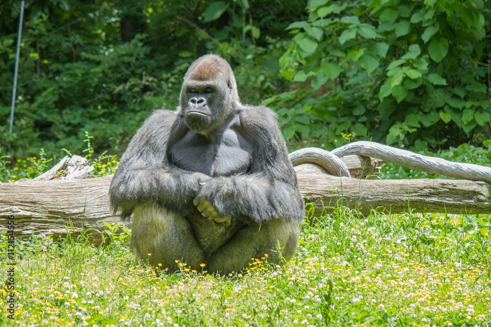 Fototapeta premium Gorilla