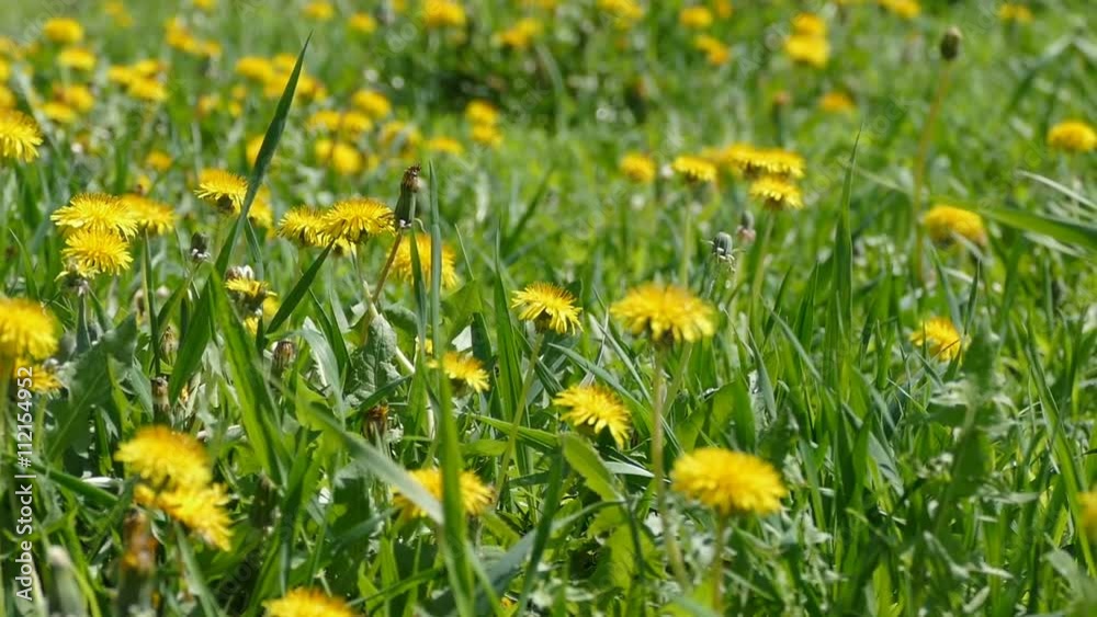 dandelions in the sun slow motion video dandelions in the sun slow motion video