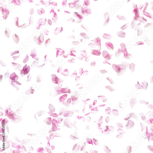 Repeatable sakura cherry blossom petals, studio photographed and isolated in back light on absolute white