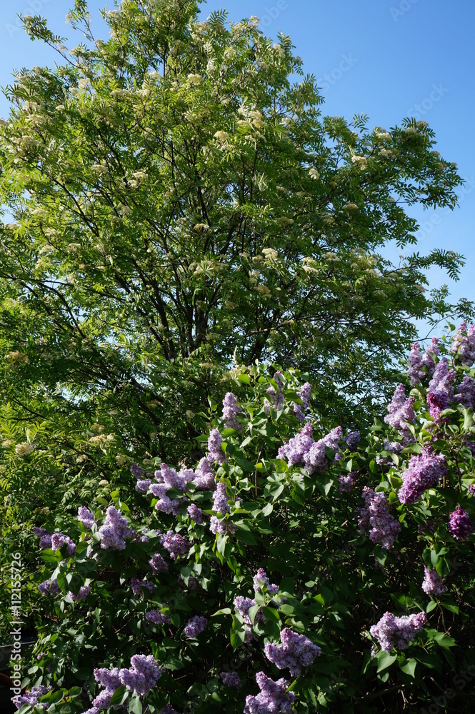 Bez (Syringa) i kwitnąca jarzębina (Sorbus aucuparia)