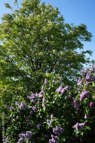 Obraz na płótnie Bez (Syringa) i kwitnąca jarzębina (Sorbus aucuparia) w salonie