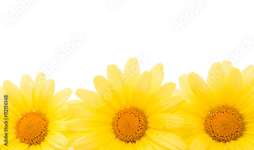 camomile flowers isolated