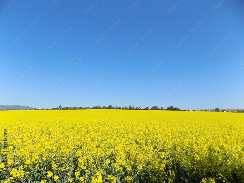 Rape field