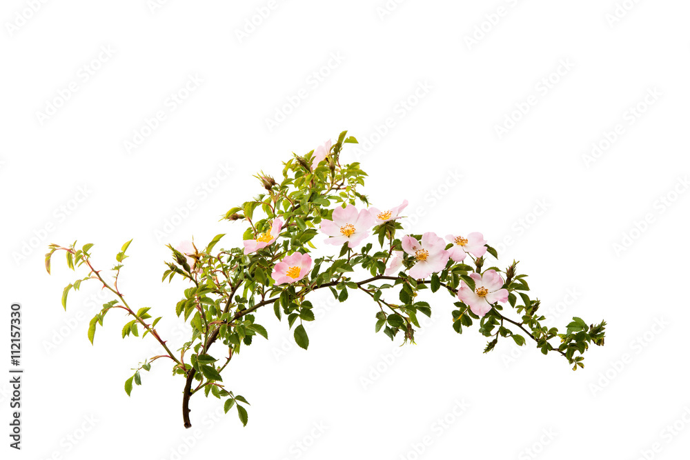 Naklejka premium branch with flowers of rose hips isolated