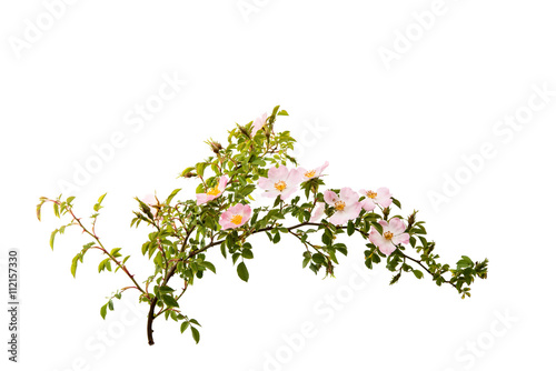 branch with flowers of rose hips isolated