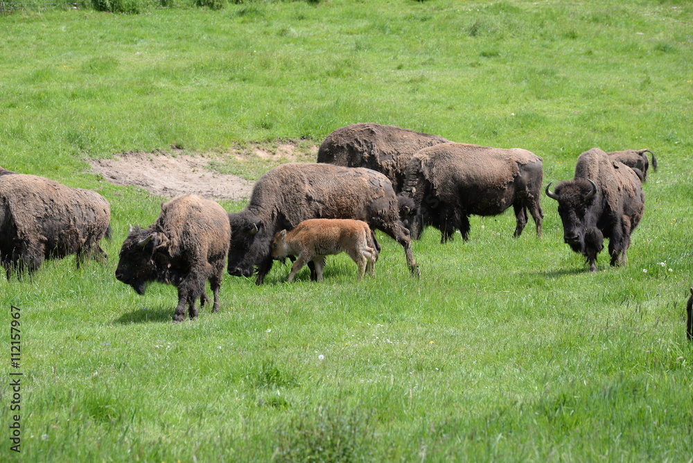 buffalo herd with one calf