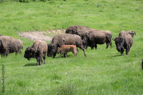 buffalo herd with one calf