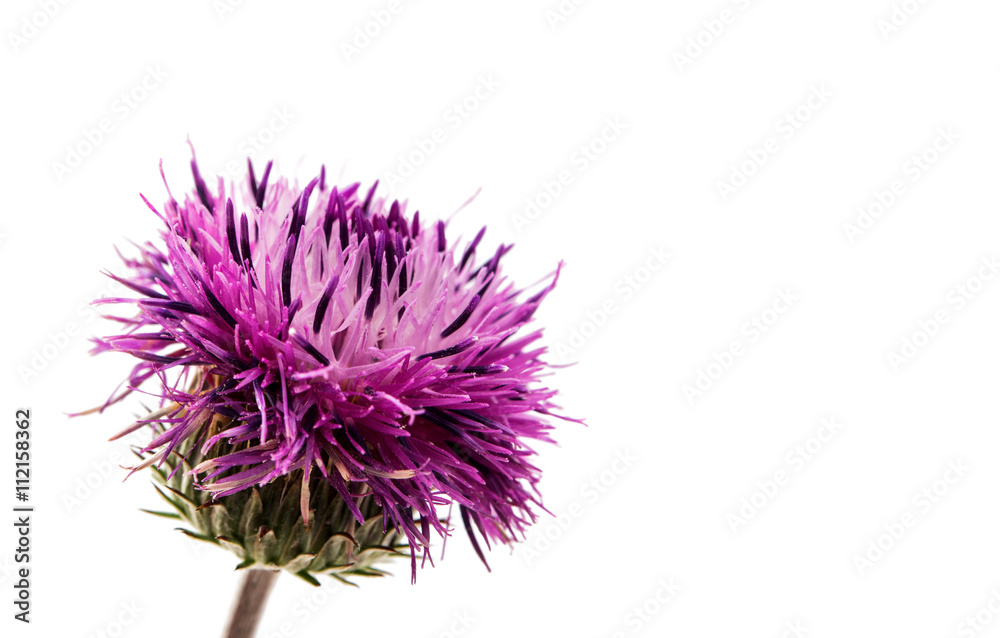 thistles flower isolated