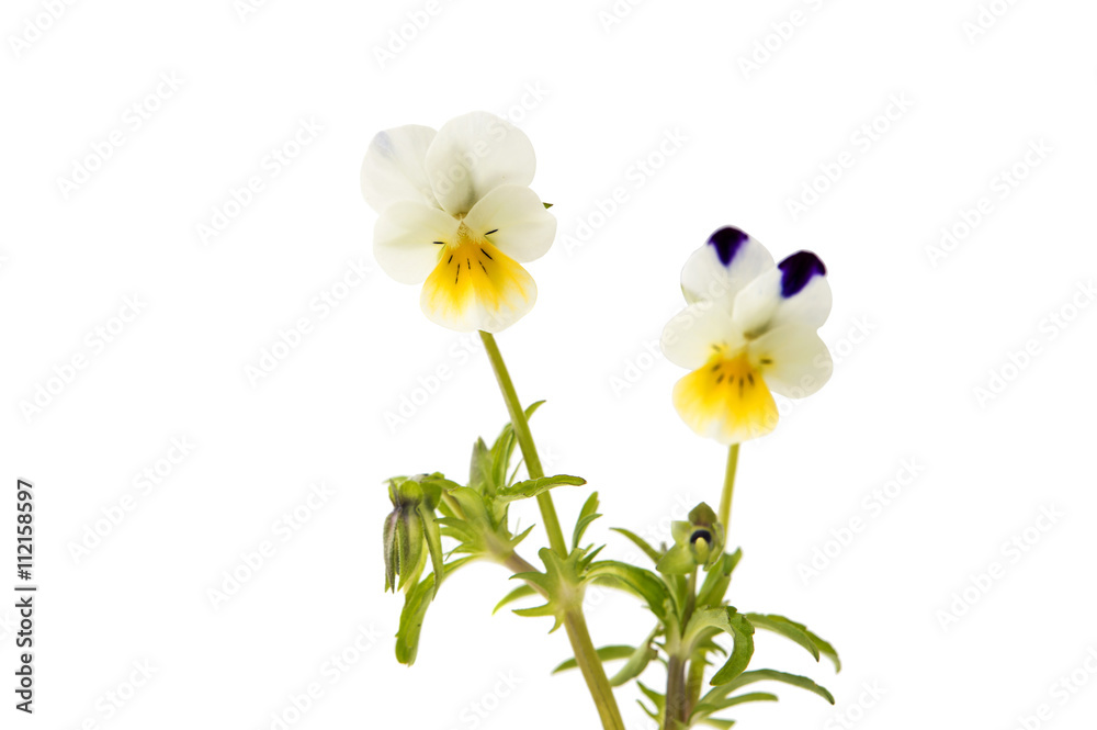 Fototapeta premium pansy flower isolated