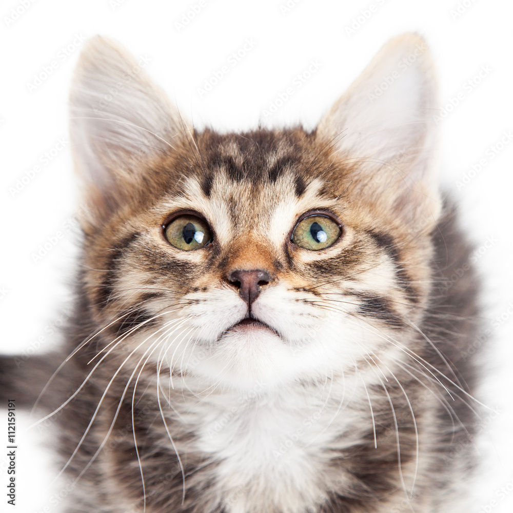 Close-up Baby Tabby Kitten