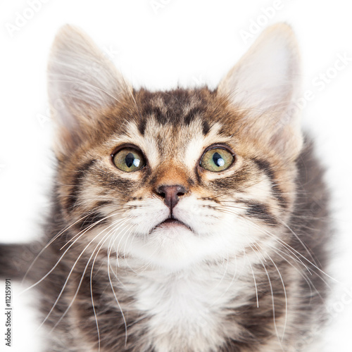 Close-up Baby Tabby Kitten © adogslifephoto