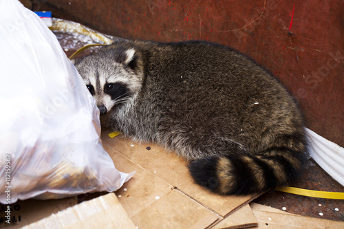 Photography raccoon