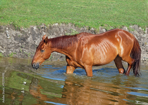 The chestnut horse bathes in the lake 