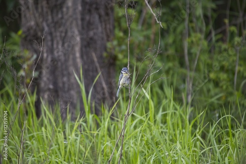 Eurasian blue tit (Cyanistes caeruleus)