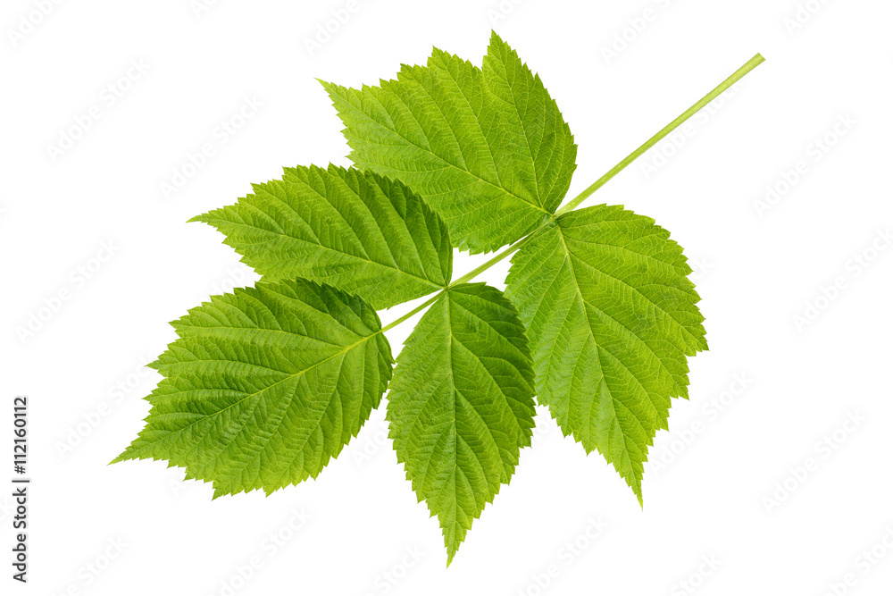 Fresh green leaf raspberry isolated on a white background. Fresh green leaf raspberry isolated on a white background.