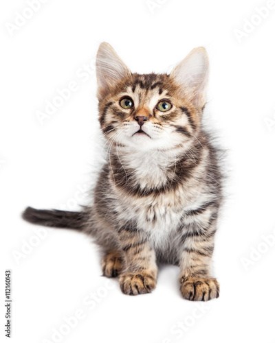 Cute Curious Kitten Sitting on White