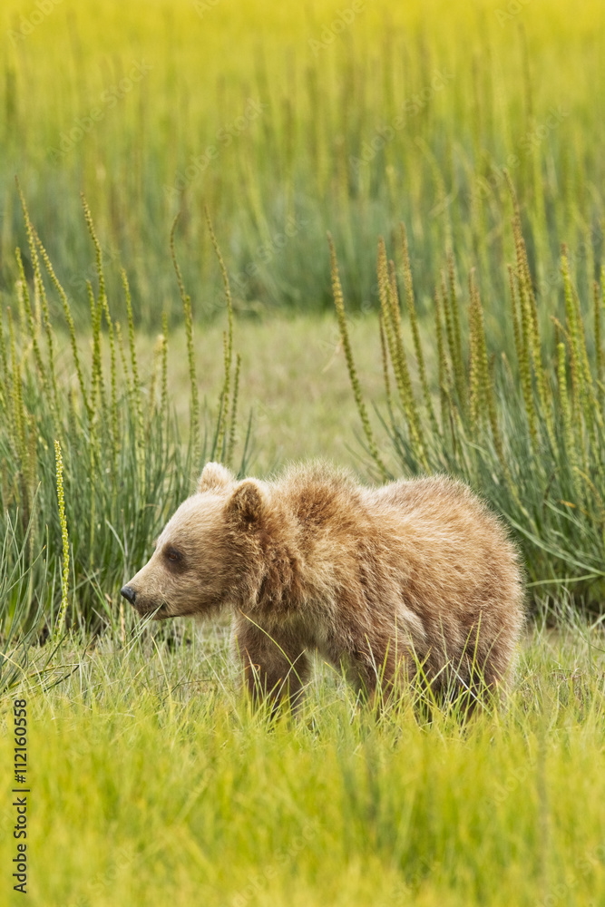 Fototapeta premium bear cub in grass