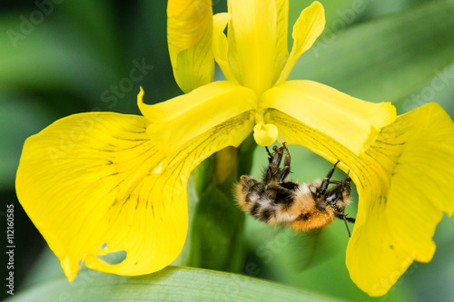 Ackerhummel klammert sich an eine gelbe Sumpf-Schwertlilien Blüte photo