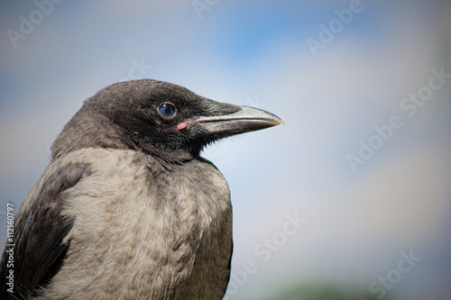 Portrait of a gray crow