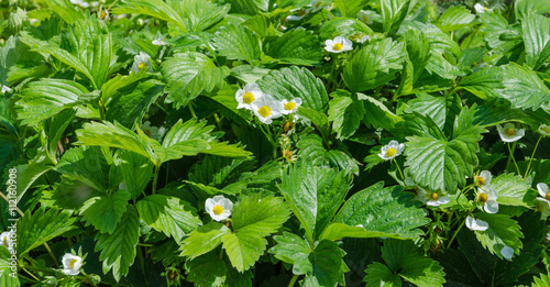 strawberry white yellow flowers